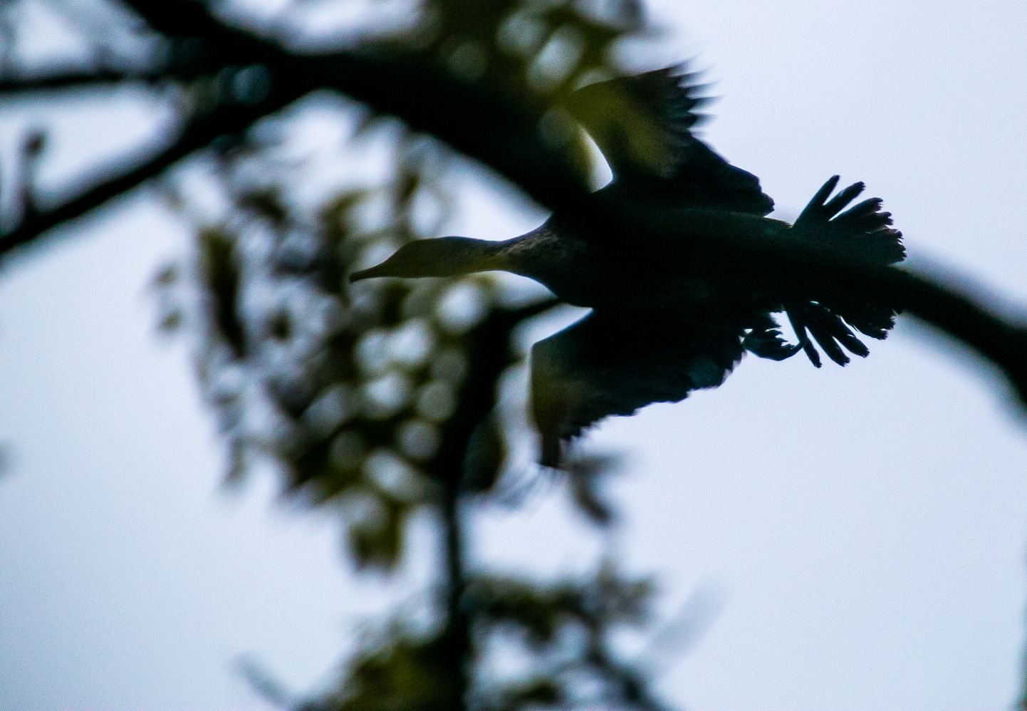 Eelnõu kohaselt lubataks küttida näiteks kormorane, kes võivad hävitada Matsalus pesitsevate lindude mune.