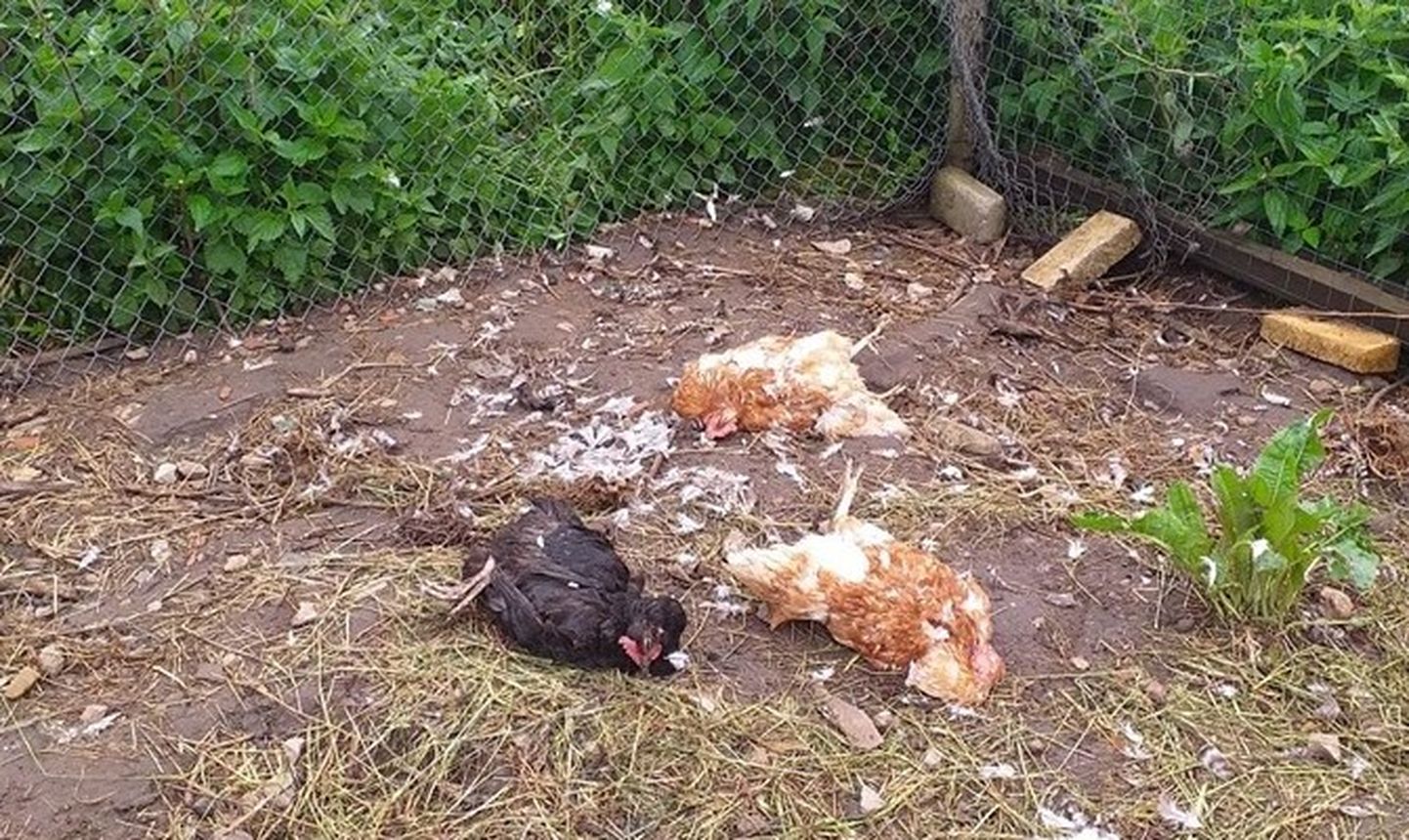Rebane murdis 20 kana, kolme neist ta metsa ära viia ei jõudnud.