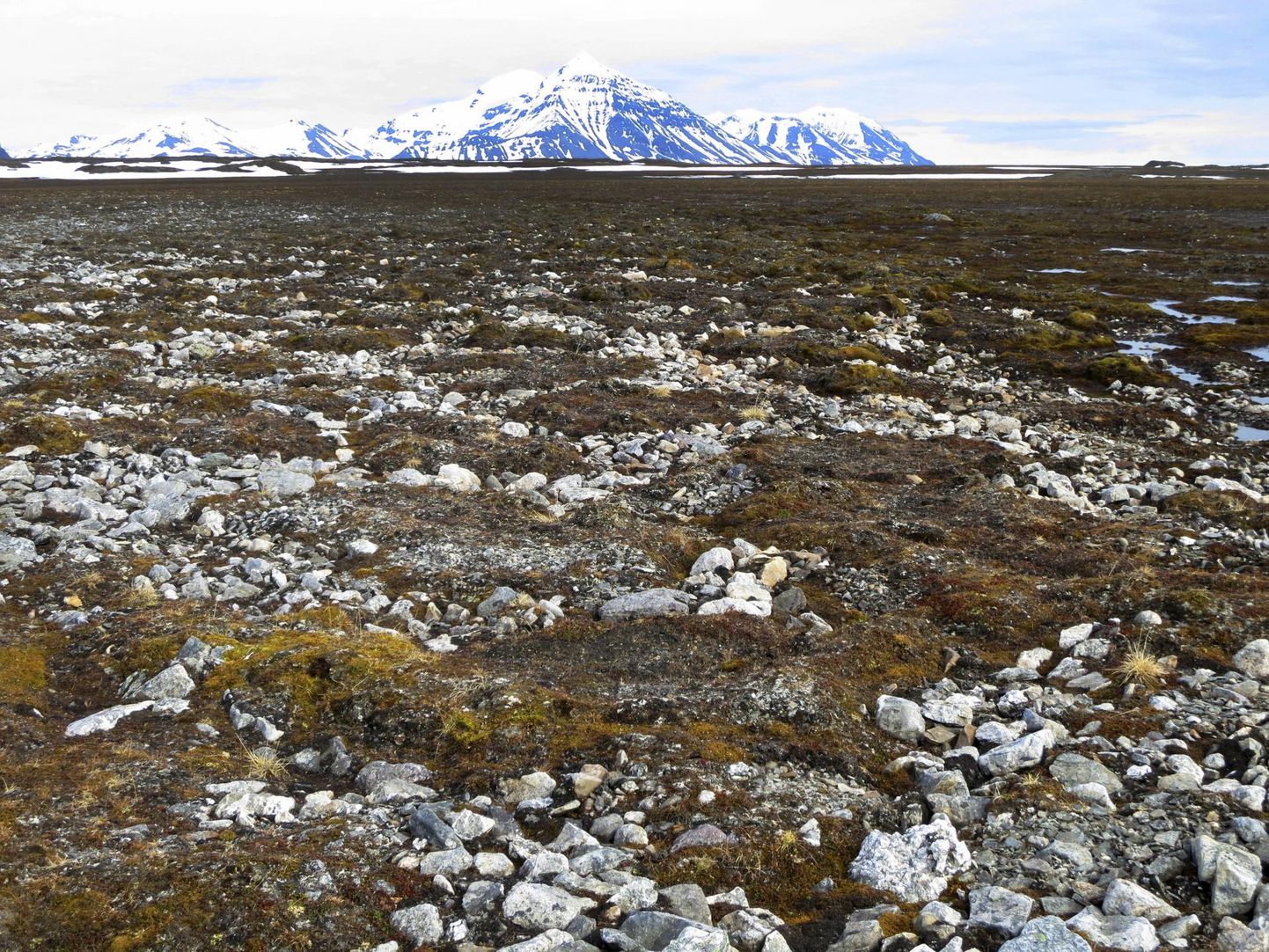 Arktiline tundra on liigivaene, kuid igati toimiv, just nagu liigirikas troopiline vihmametski.