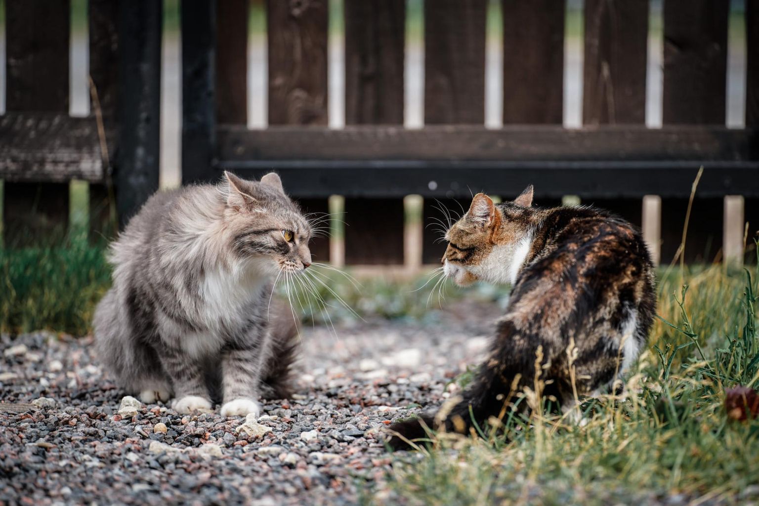 Pärnu linna lemmikloomade pidamise eeskiri nõuab, et ka kassidel oleks kiip.