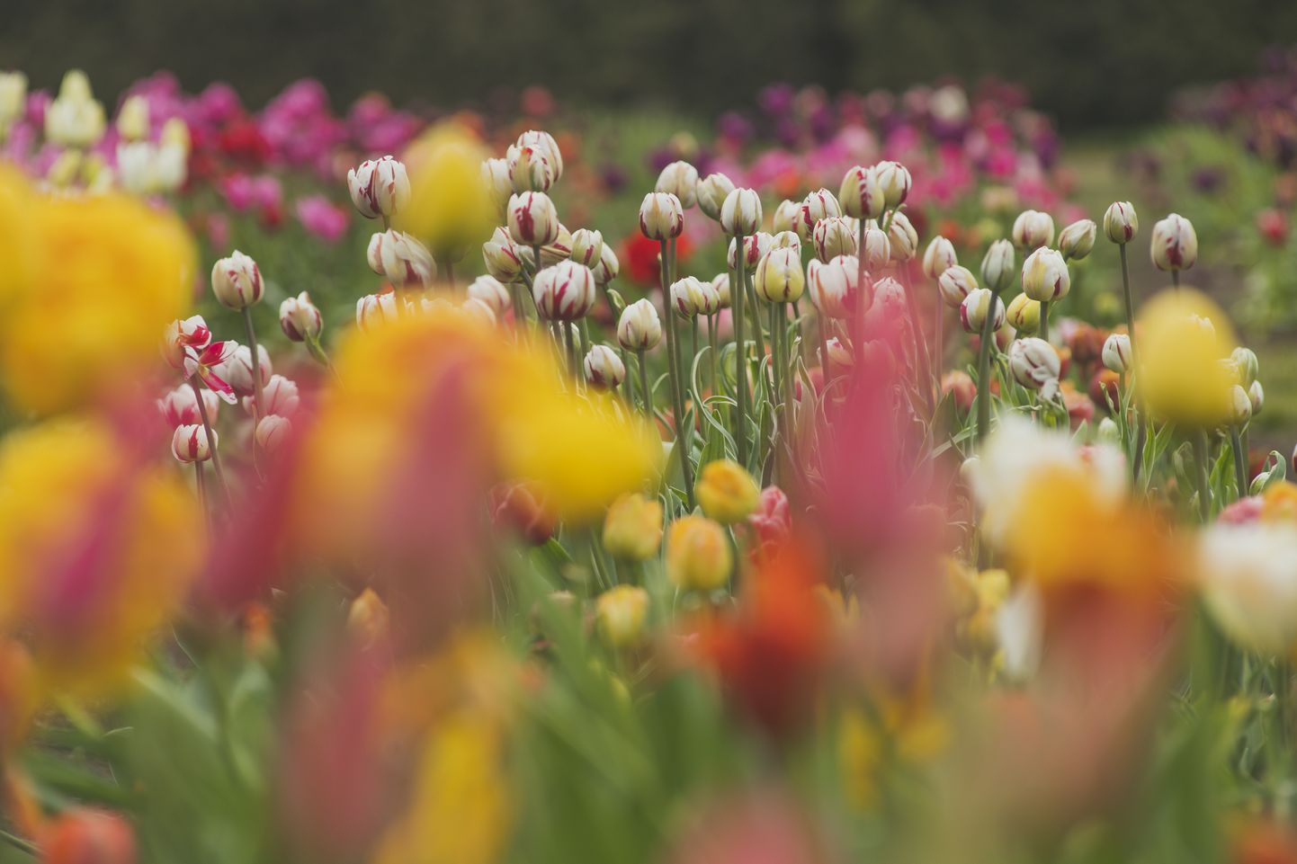 Foto: Pavasaris Nacionālajā Botāniskajā dārzā