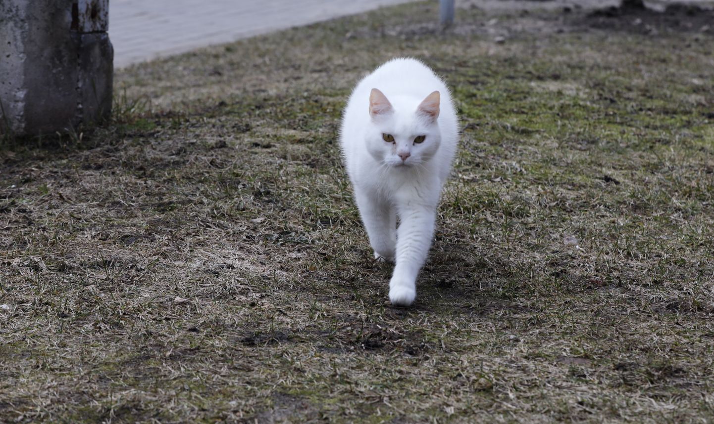 Balts kaķis.
