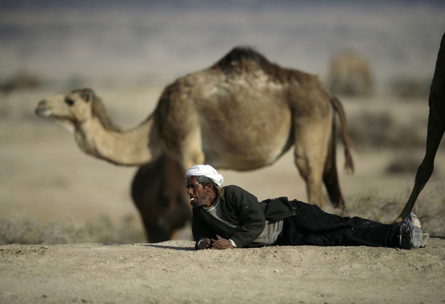 Beduiini mees puhkamas oma kaamli kõrval.