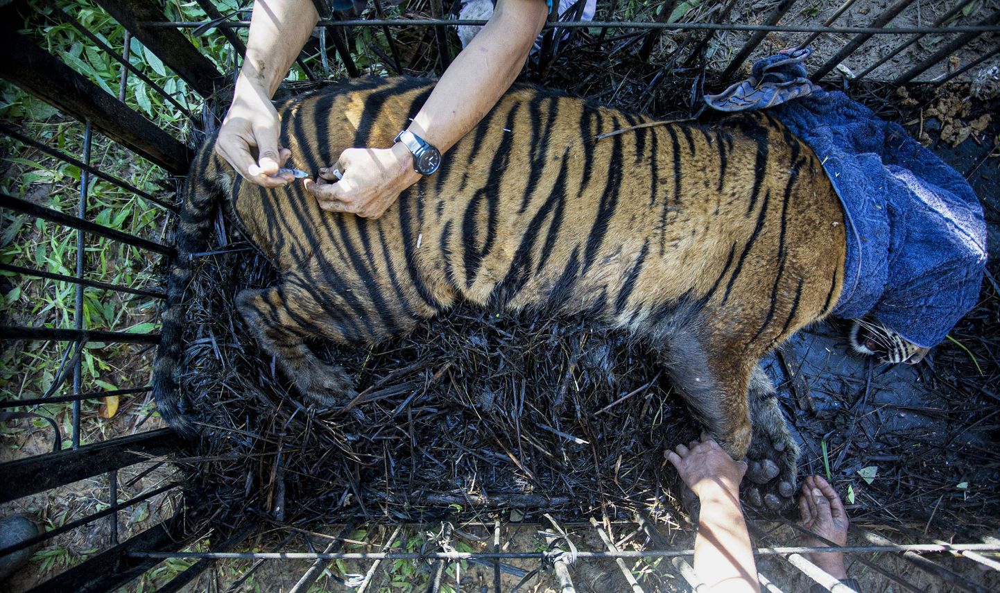 Tiigri vaktsineerimine Indoneesias