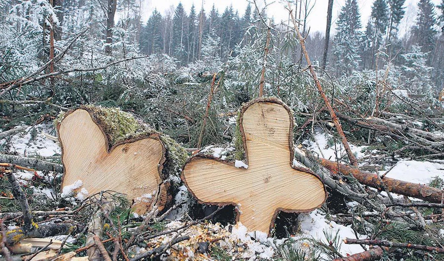 Usk, lootus ja armastus. Ühel Pärsti valla raielangil on loodus kõrvuti kasvanud kuuskedest usu ja armastuse sümbolid vorminud. Lootust tähistavat ankrut seal paraku silma ei hakanud, kuigi metsameeste arvates annab käesolev aasta lootuseks põhjust.