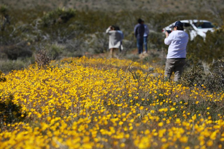 USAs Lõuna-Californias on suur kevadõitsemine, mis meelitab kohale palju huvitatuid