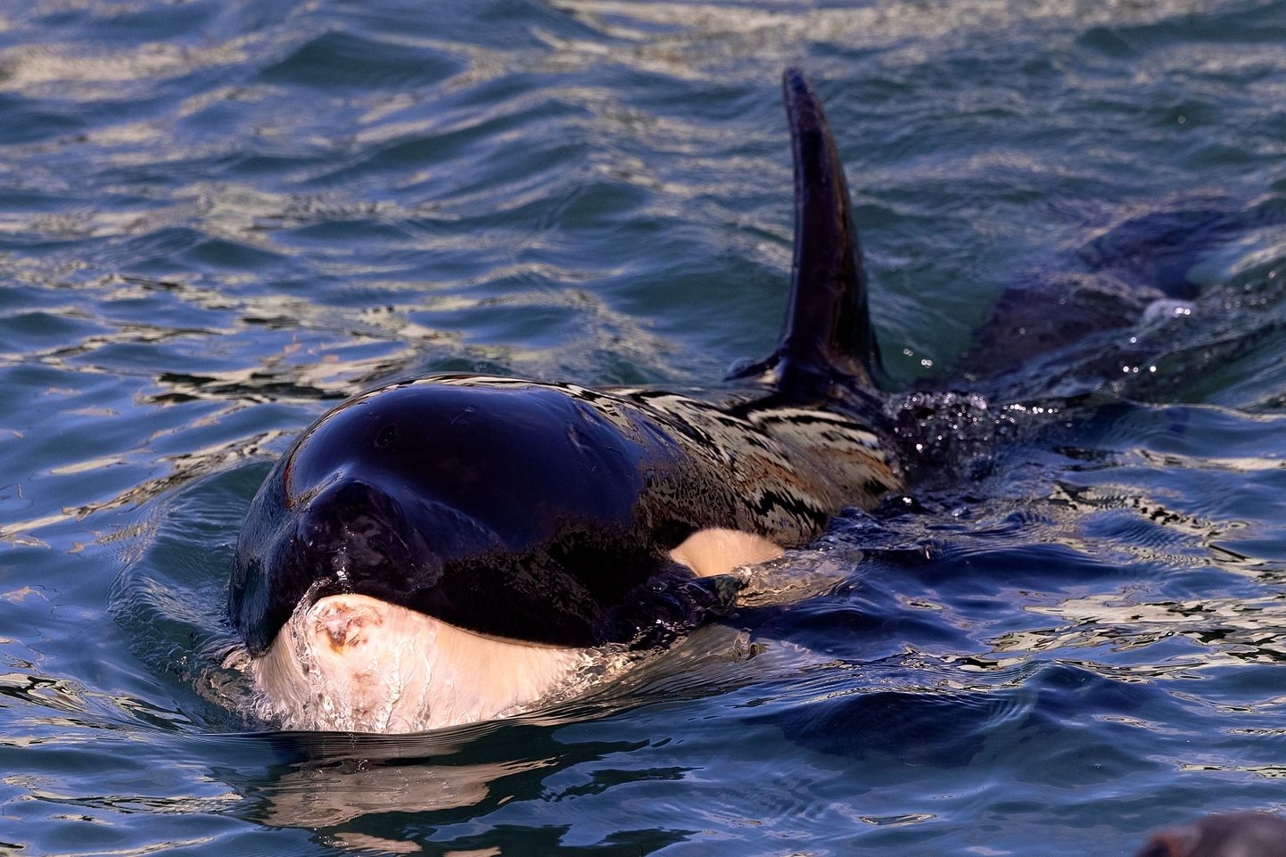 Noor mõõkvaal (Orcinus orca).