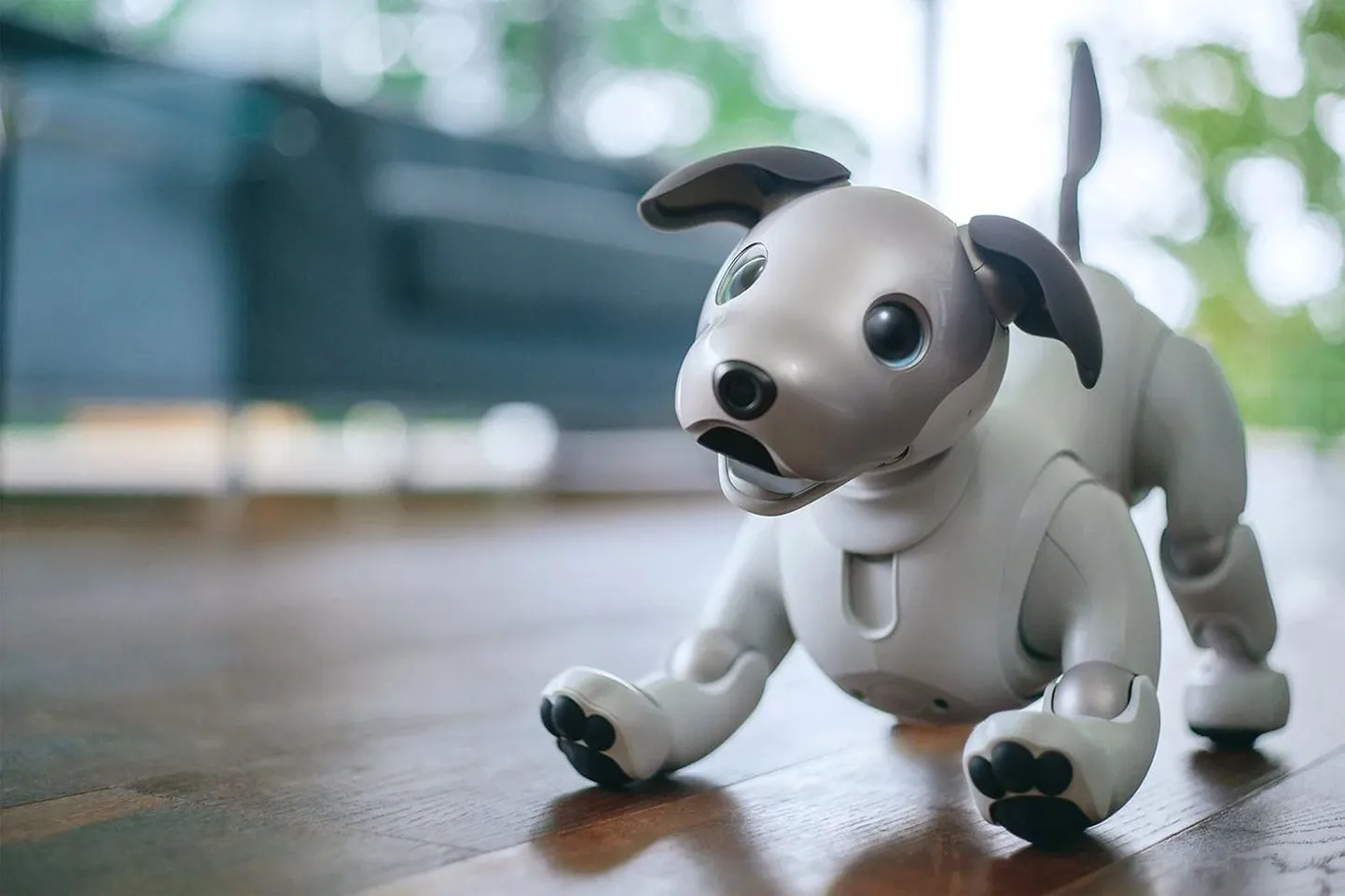Aibo понимает вас и выполняет ваши команды.