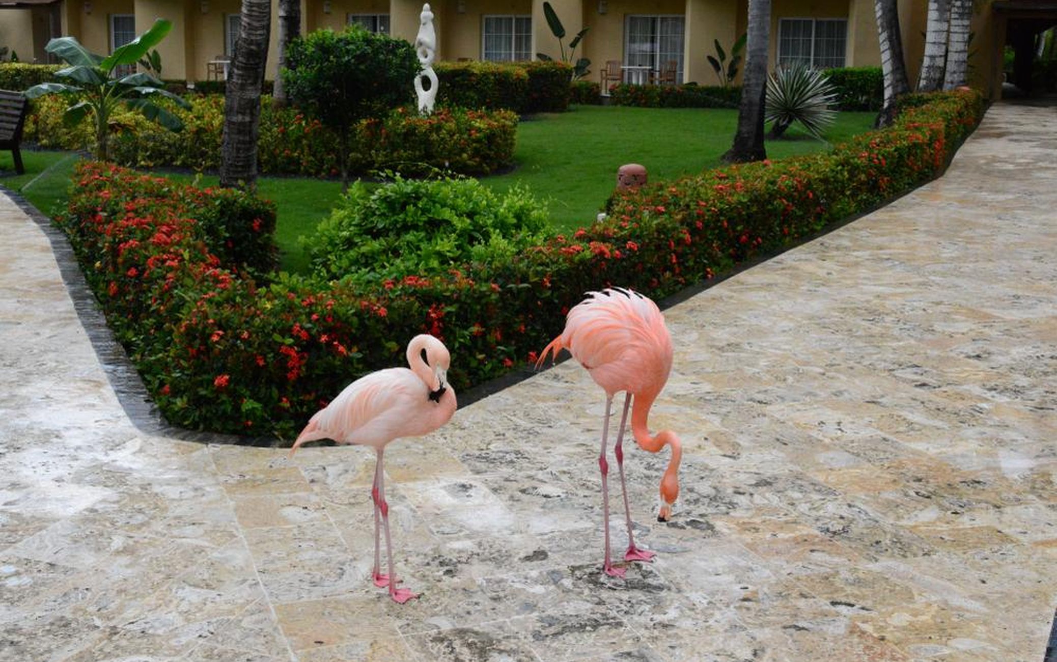 Dominikaani Vabariigis jalutavad flamingod ringi.