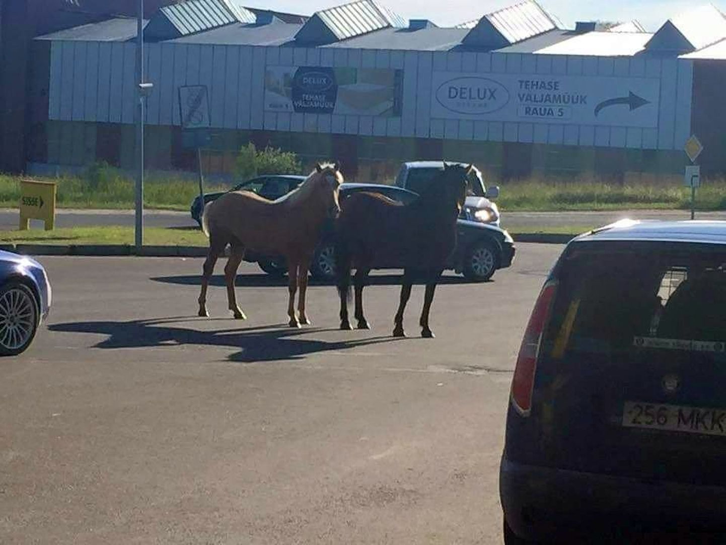 Hobused Viljandi Olerexi tanklas.