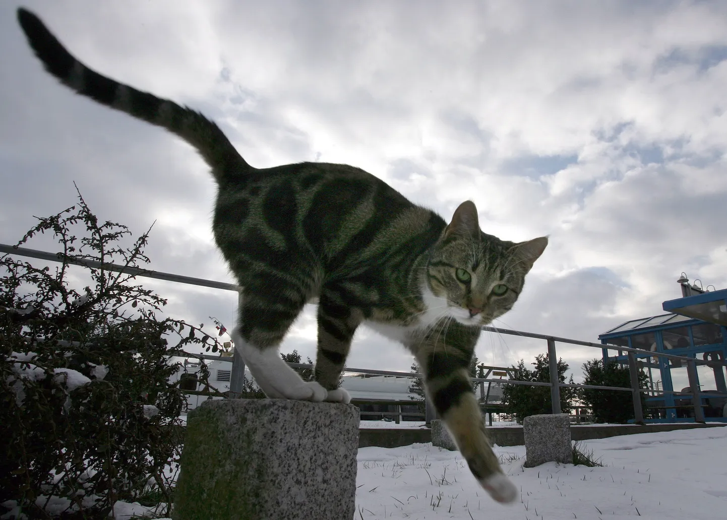 Кот гуляет месяц сколько гуляют коты. Кот на прогулке. коты гуляют. кот гуляет звук. март кошачий месяц.