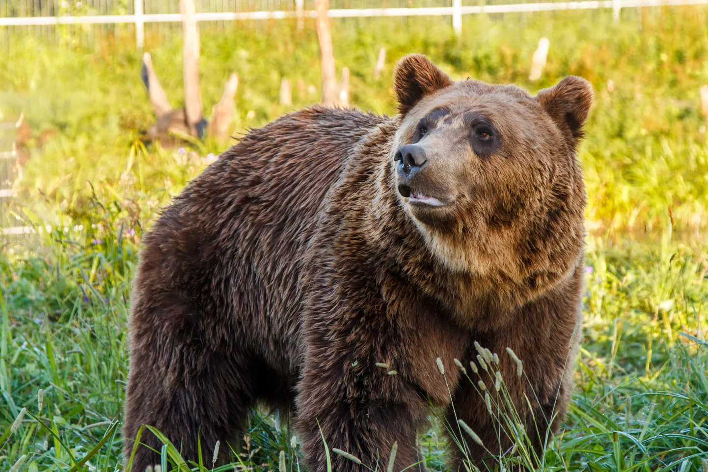 Медведь. Фото иллюстративное.