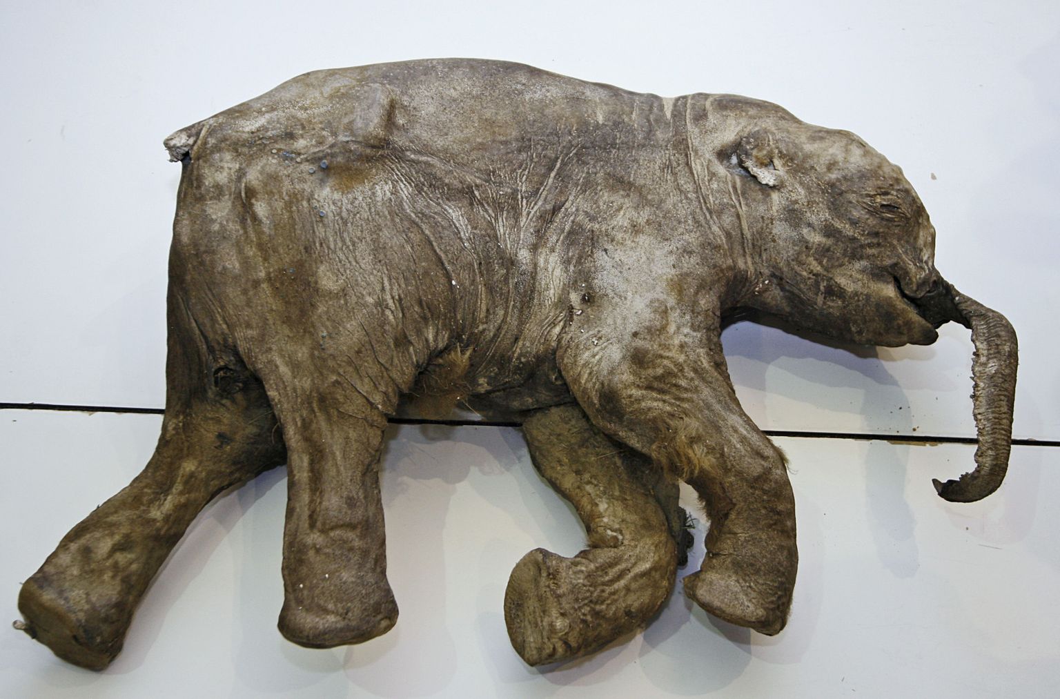 2007. aastal Siberist leitud mammutipoja jäänus