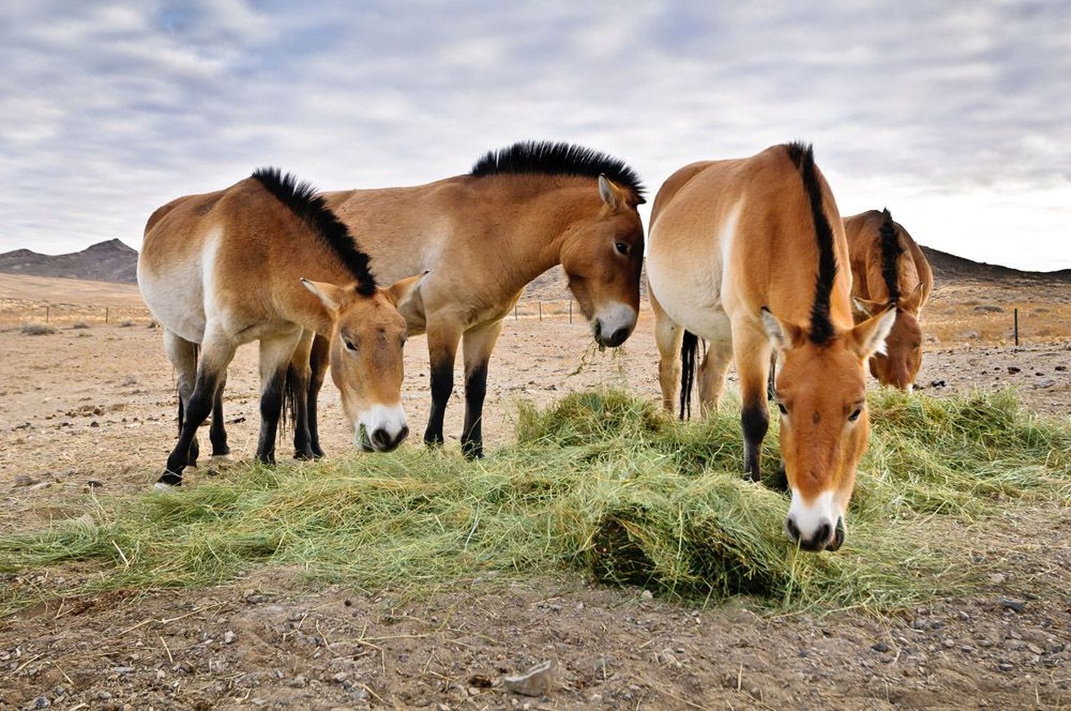 Need Praha loomaaias sündinud ja suvel Tšehhist Mongooliasse toimetatud neli prževalski hobust on oma eelkäijate kunagistel elualadel hästi kohanenud.