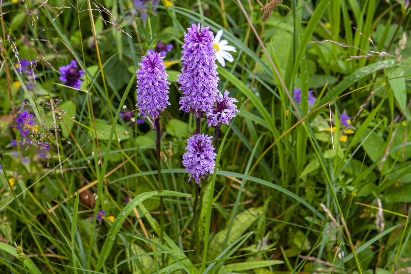 Vööthuul-sõrmkäpp.
