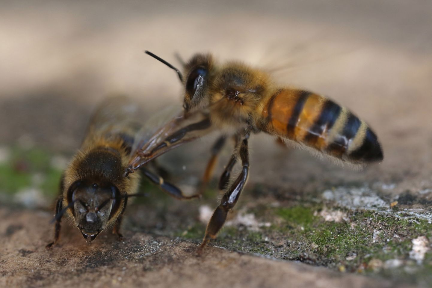 Пчелы - природные опылители.