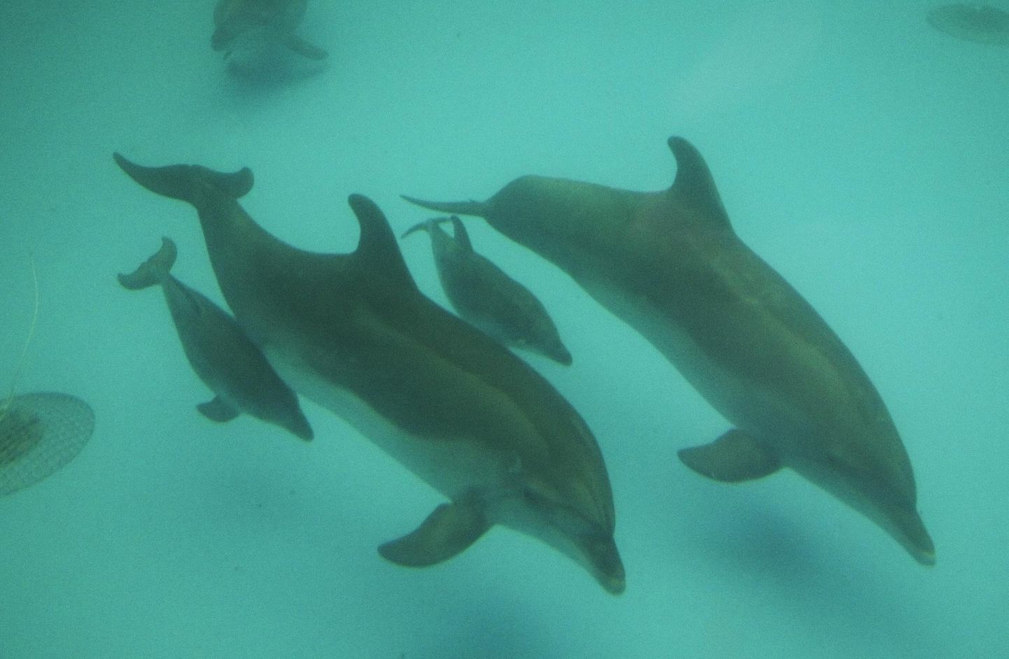 Need delfiinid ujuvad Odessa Nemo delfinaariumis ega ole sõjategevusega seotud. Kaks väiksemat sündisid 30. märtsil ning said nimeks Ukraina ja Victory.