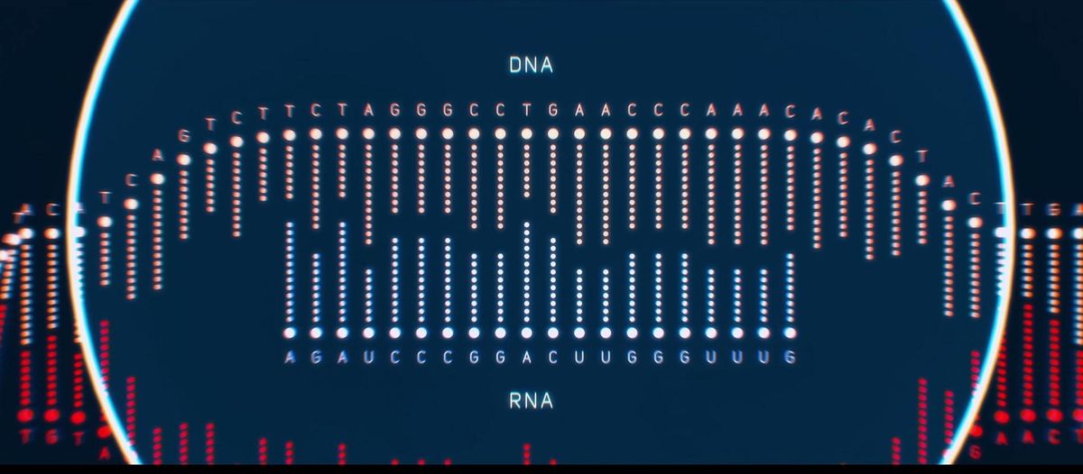 Teejuht-RNA leiab DNA-ahelast üles just õige koha.
