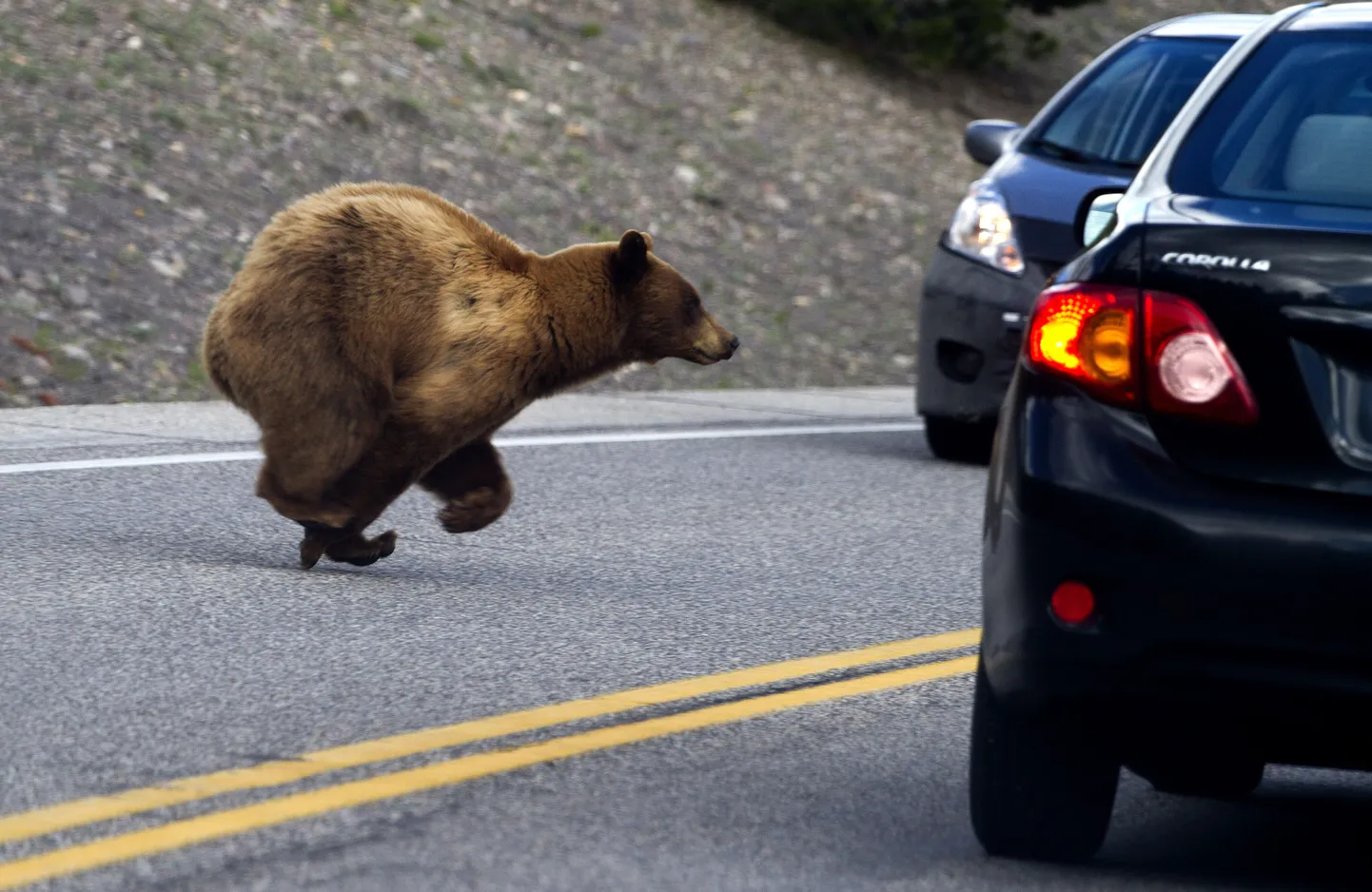 Yellowstone´i rahvuspargi karu