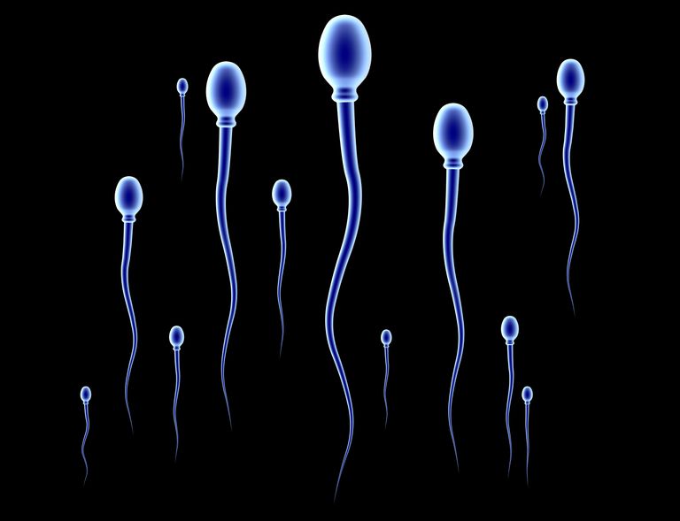 Spermatosoidid. Pilt on illustreeriv