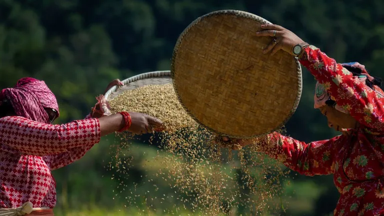 Обработка риса в Непале