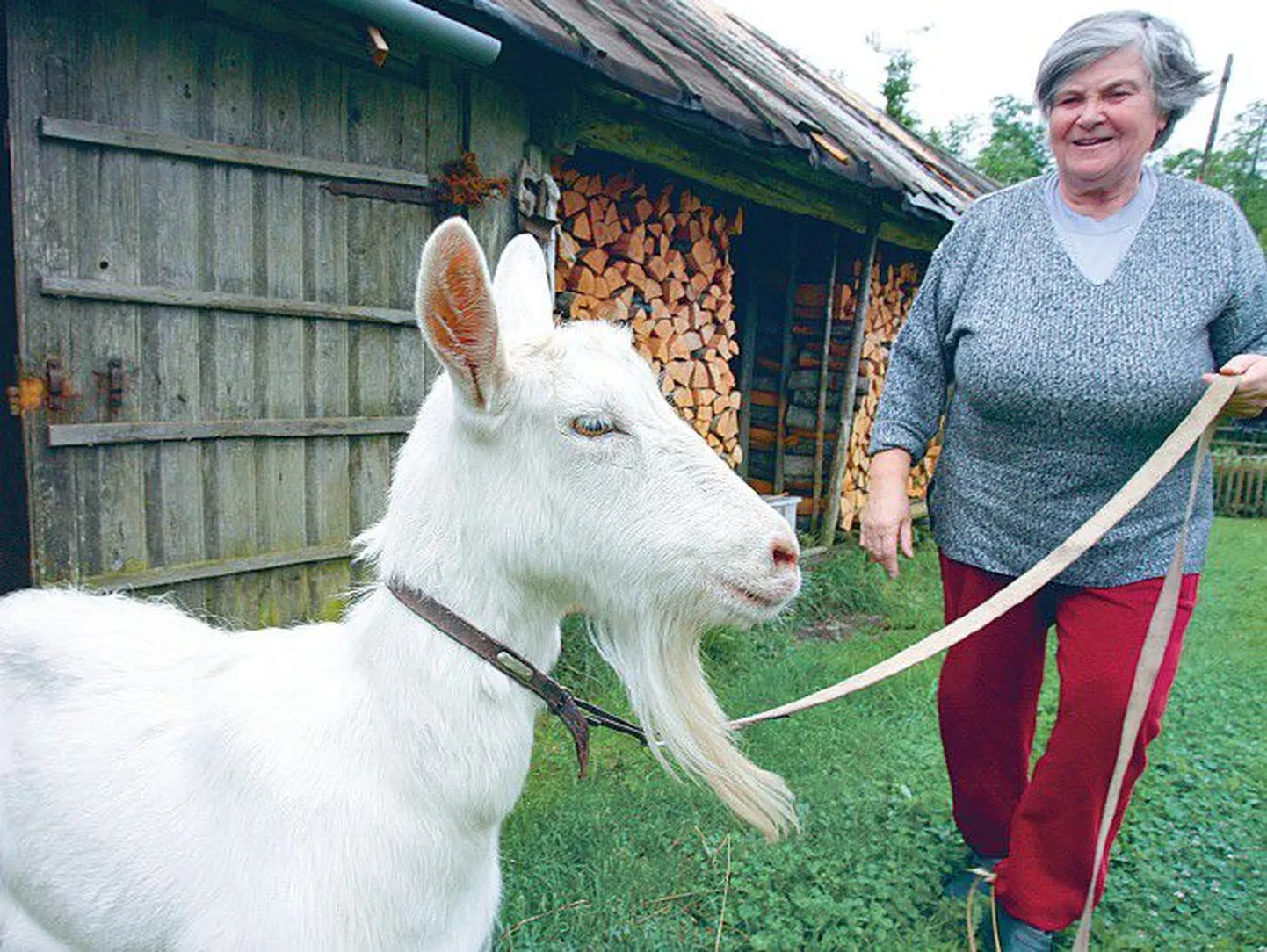 Luusika küla elaniku Merike Vahi kits Lote pakub seltsi ja varustab perenaist piimaga..