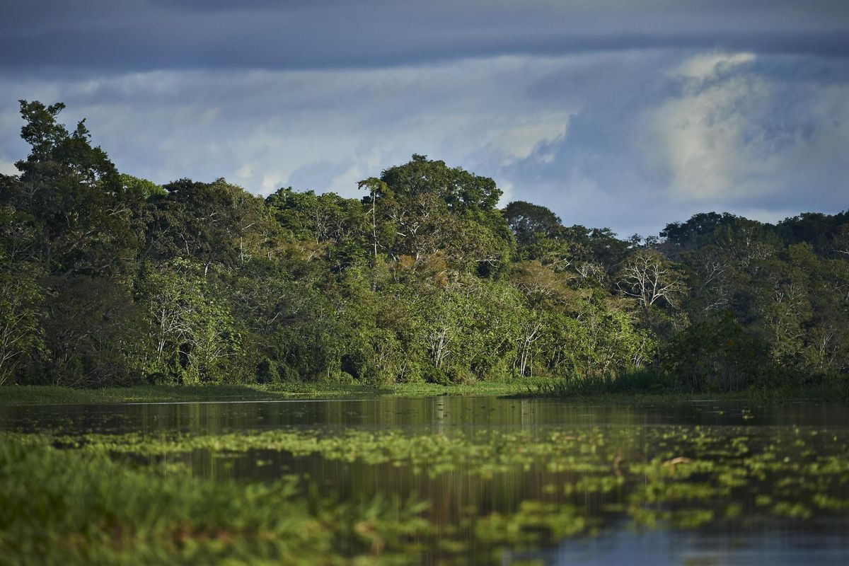 Nii võimast loodust ei suuda enne Amazonase retke ettegi kujutada.