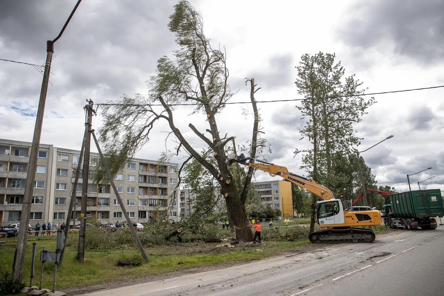 Eile pärastlõunal võeti paljunäinud hõberemmelgas lõpuks maha.