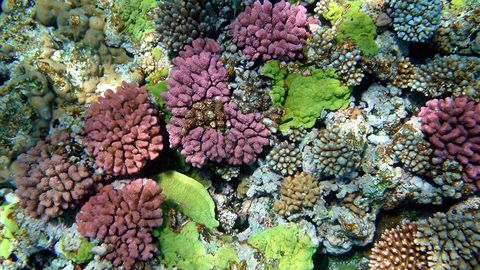 Teadlased ⟩ Lasime vette korallrahude häält ja korallivastsed ujusidki kohale ja hakkasid riffe moodustama