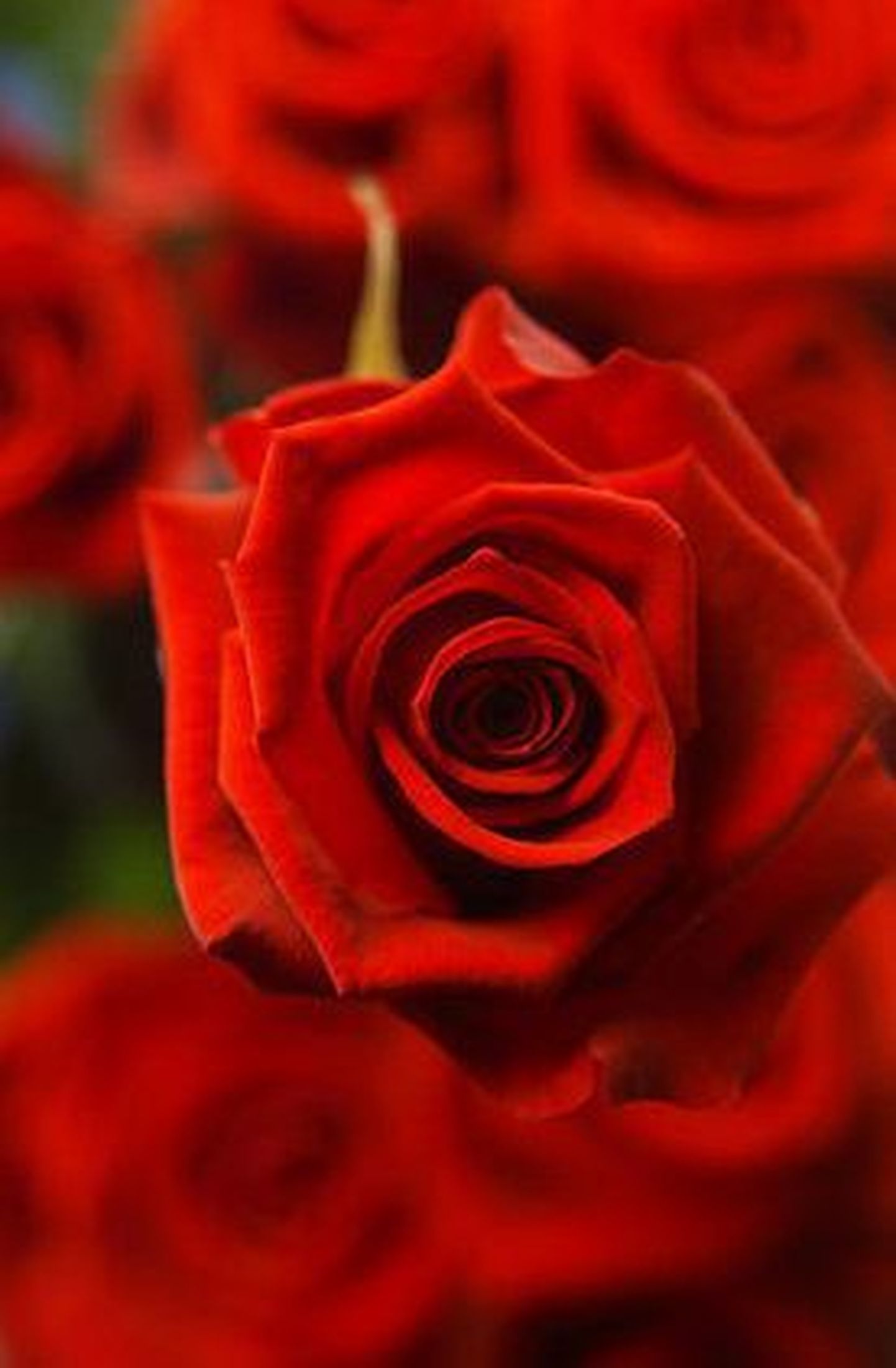 Teadlased: rooside punased kroonlehed hoiatavad loomi mürgi eest