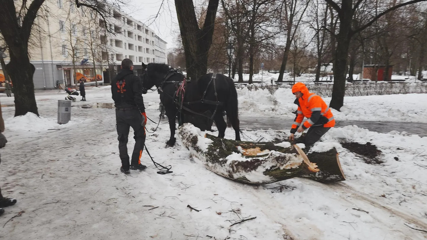 Täna ennelõunal käisid «metsatööd» ka Tartu kesklinnas Barclay pargis, kus raietöödel oli abis hobune.
