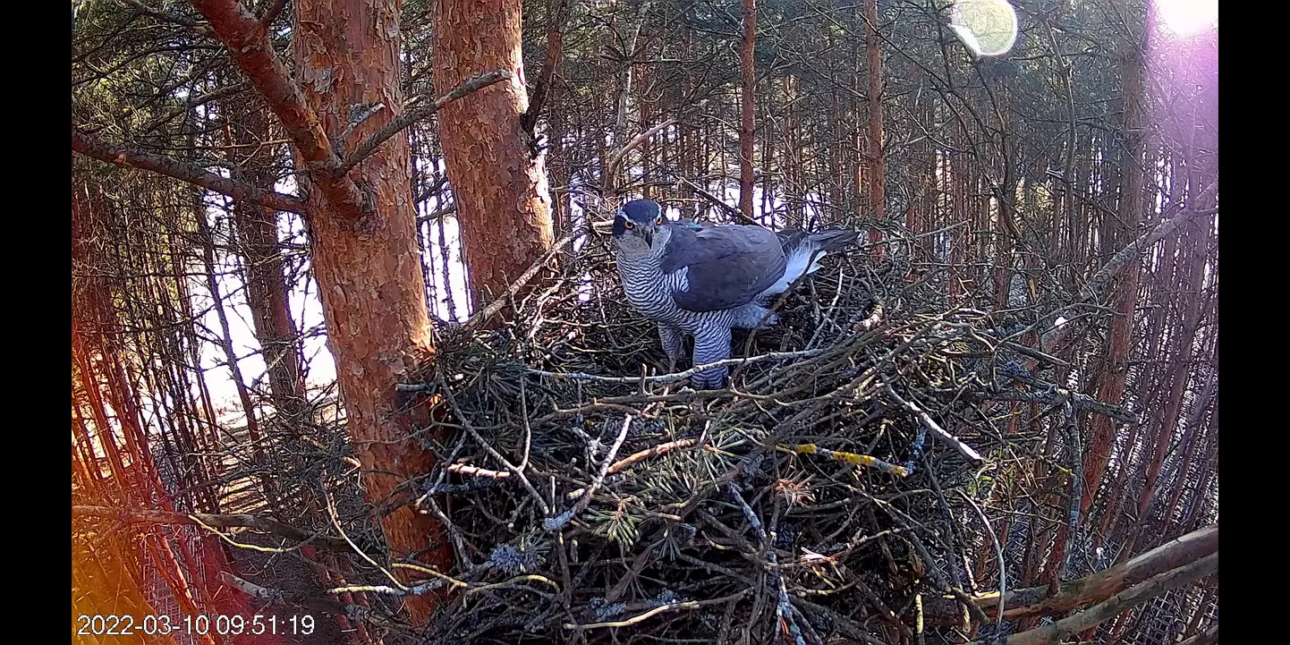 Kanakull lendab pesale alati kileda kigina saatel ega jää sinna tavaliselt kauaks püsima.