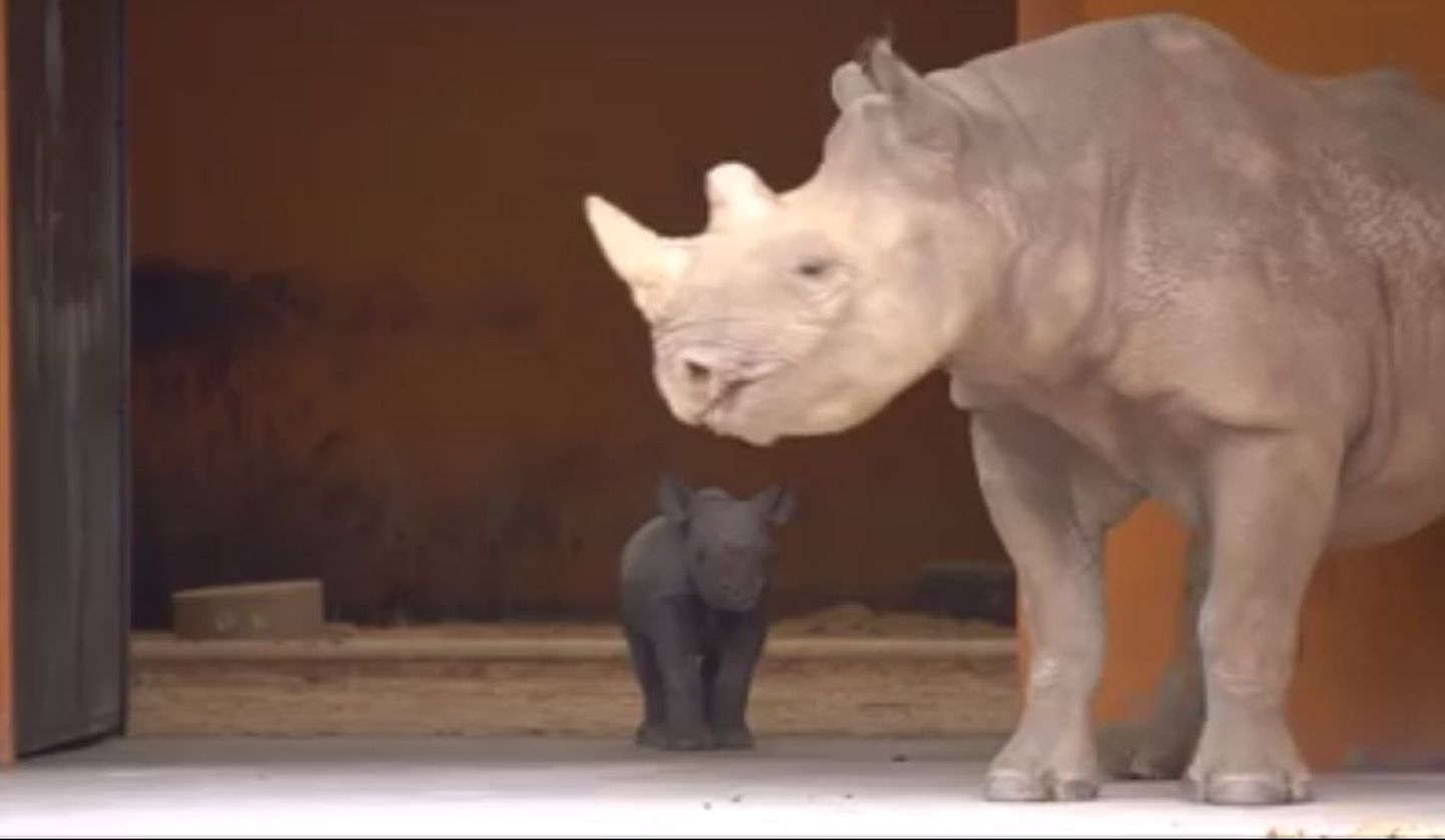 Носорог Кибиби со своим детенышем.