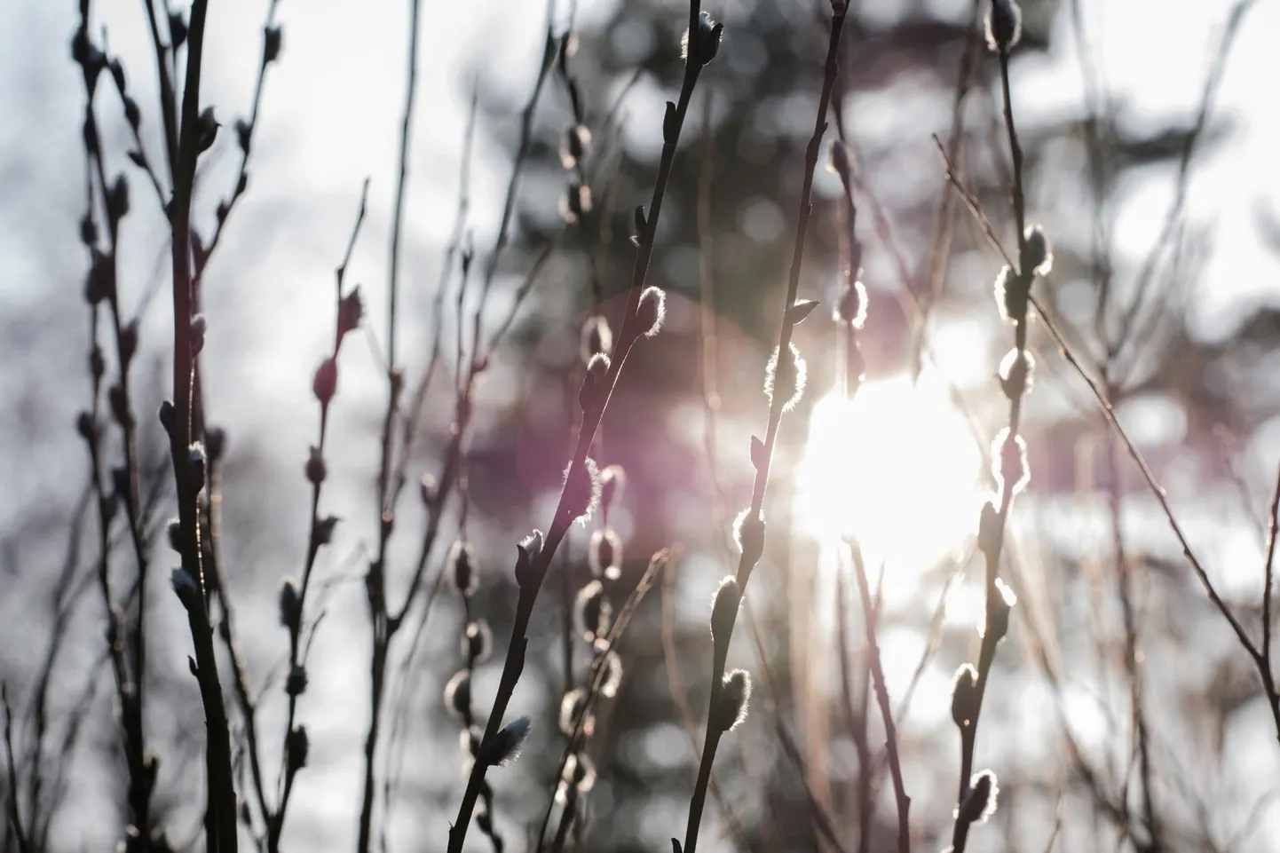 Õhutemperatuur tõuseb paiguti  kaheksa plusskraadini.