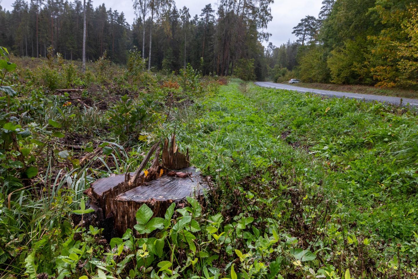 Kas Eesti metsa iseloomustab tulevikus rohkem känd või tihnik, on muu hulgas valijate otsus.