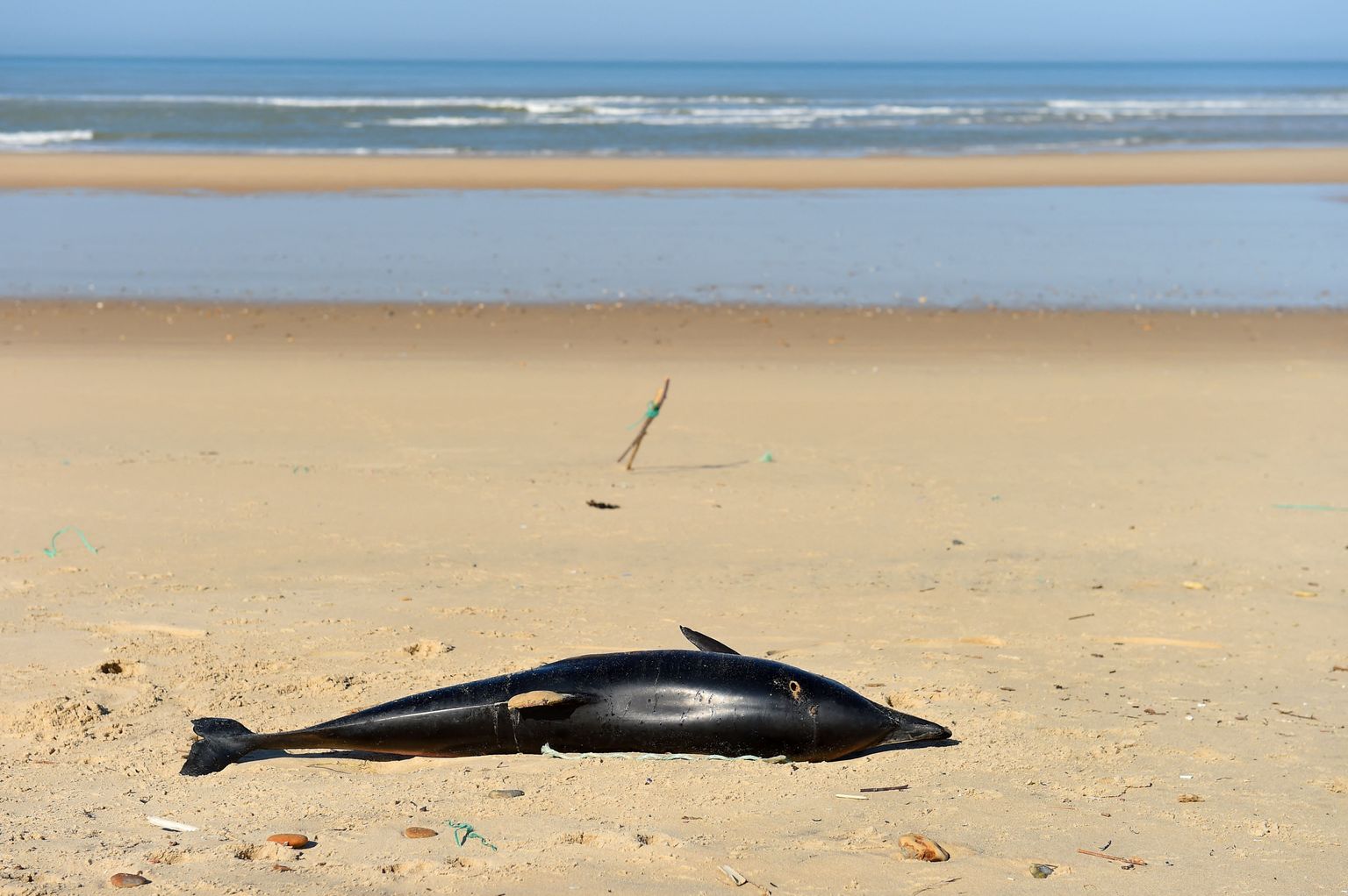 Edela-Prantsusmaal randa uhtunud delfiin.