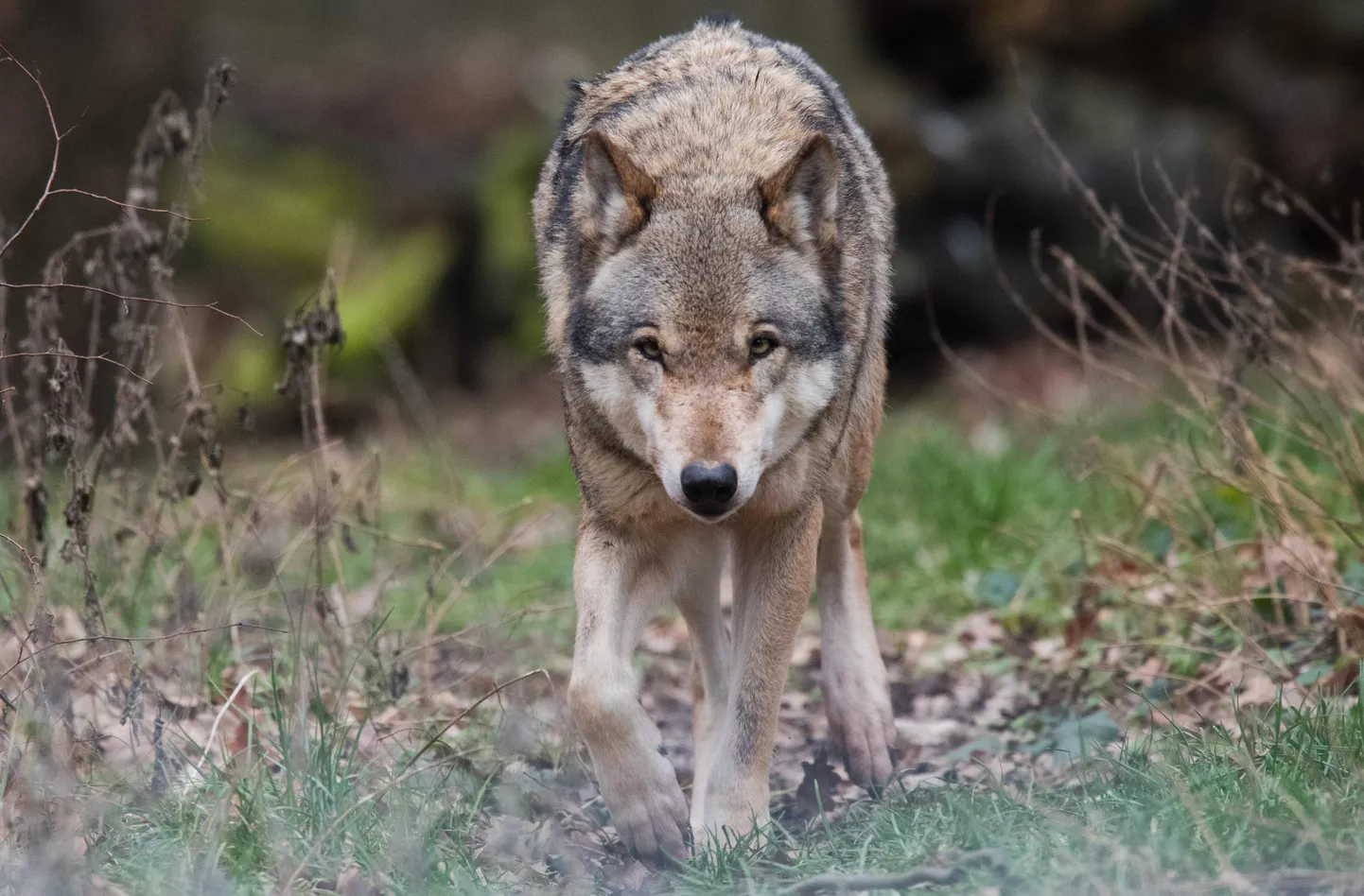 Hunt liikumas Saksamaal Hannoveri lähedal asuvas looduspargis.
