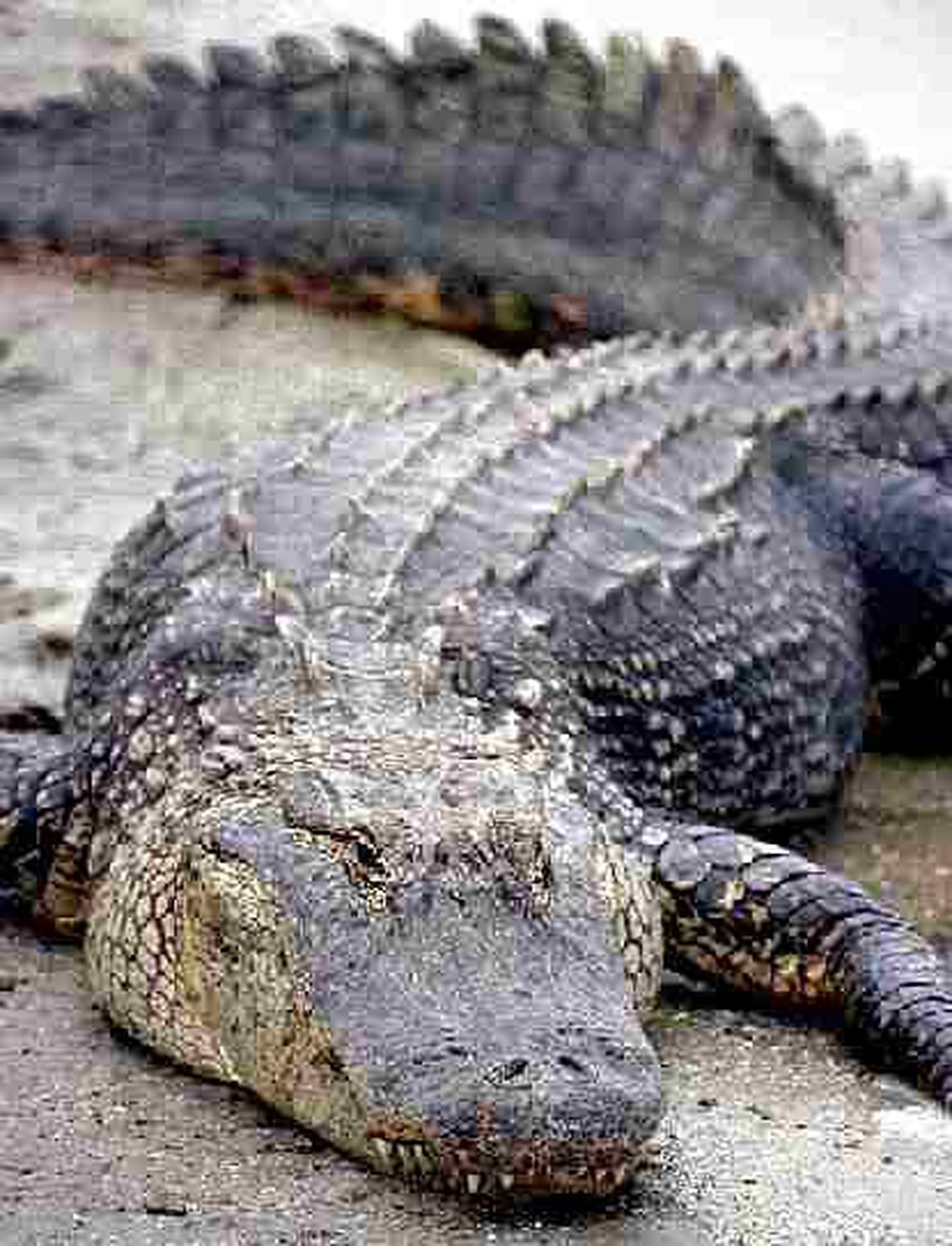 Soolase vee krokodill - harikrokodill (Crocodilus porosus)