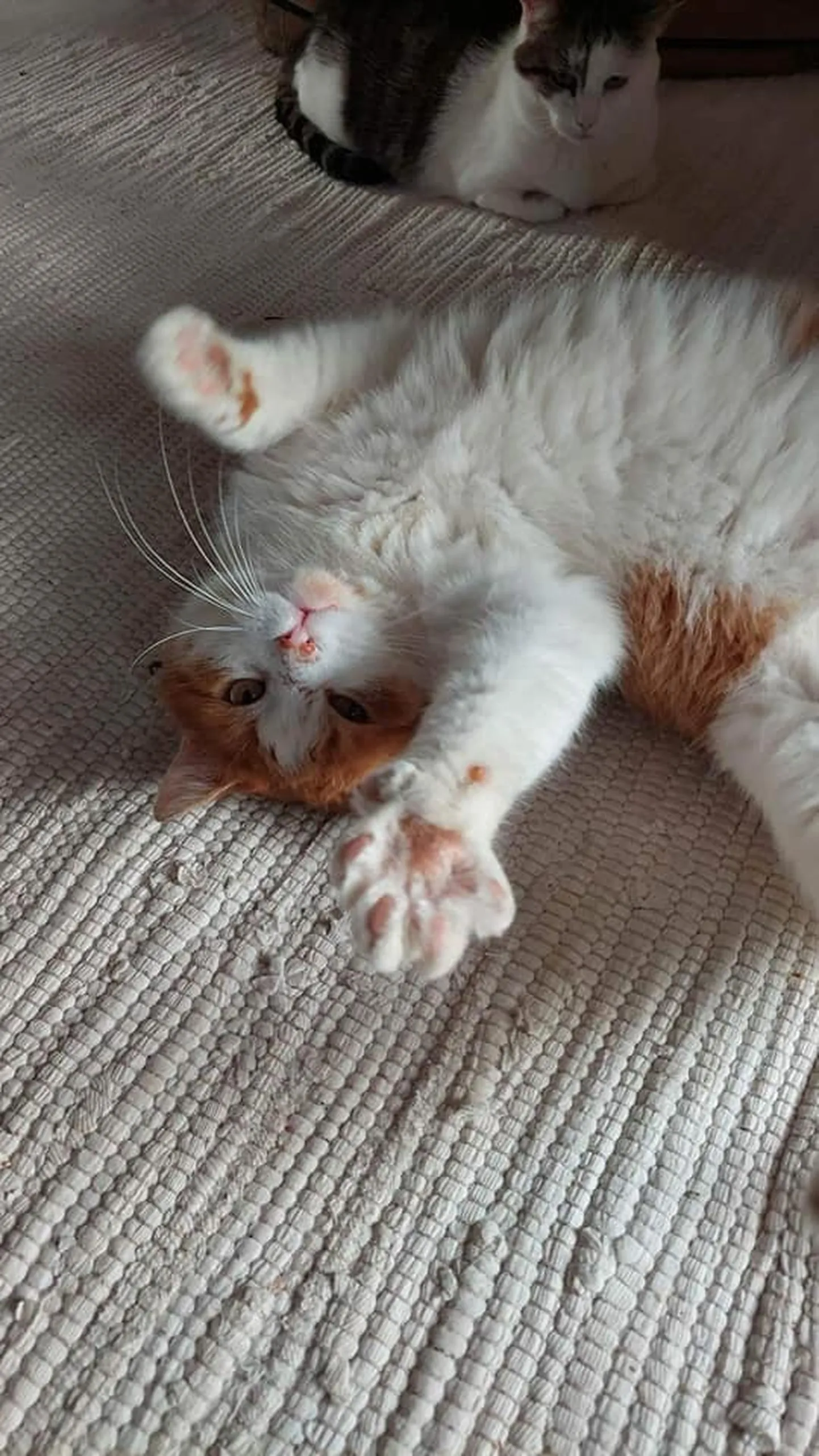 Mõmm