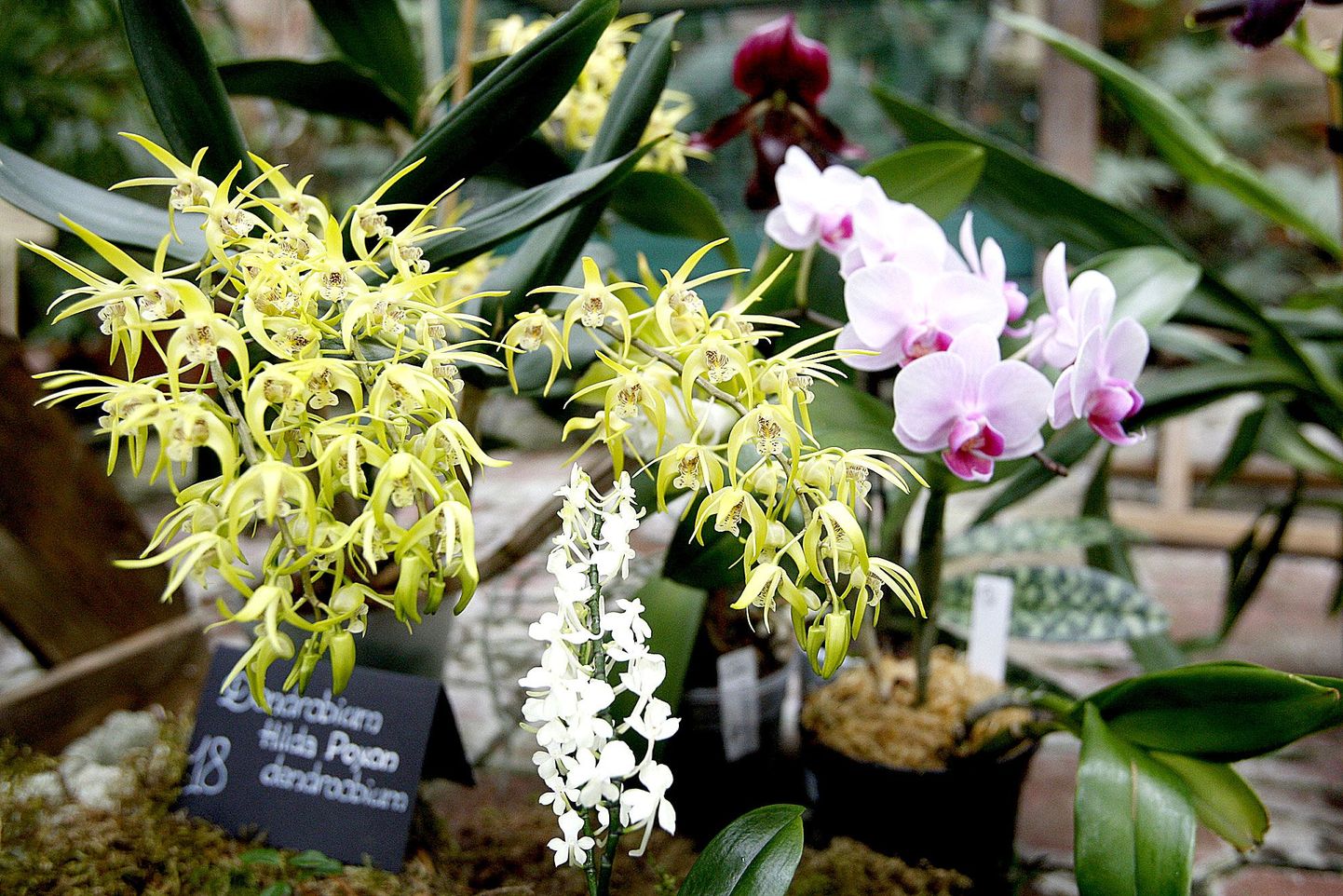 Kõrgem tase, vapustav iludus, kiitis Tartu Ülikooli botaanikaaia aednik Sten Mander pildil poosetavaid erakollektsionääride orhideesid.