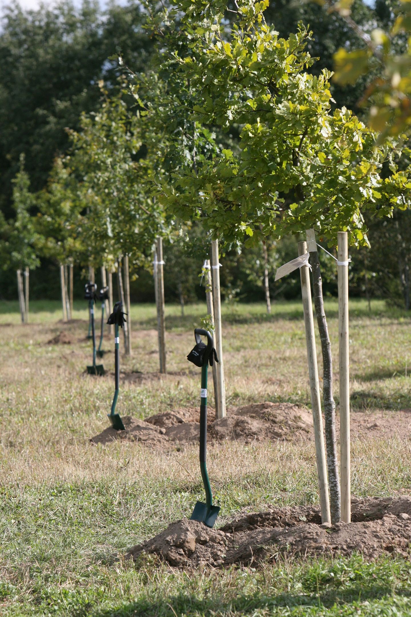 Tartu aukodanikud saavad rajatavasse tammikusse oma puud.