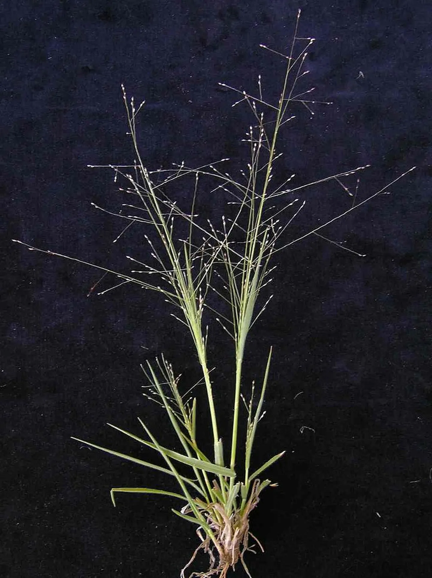 Panicum effusum ehk hairy panic.