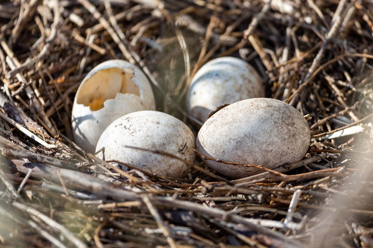 Птичьи яйца в гнезде. Иллюстративное фото