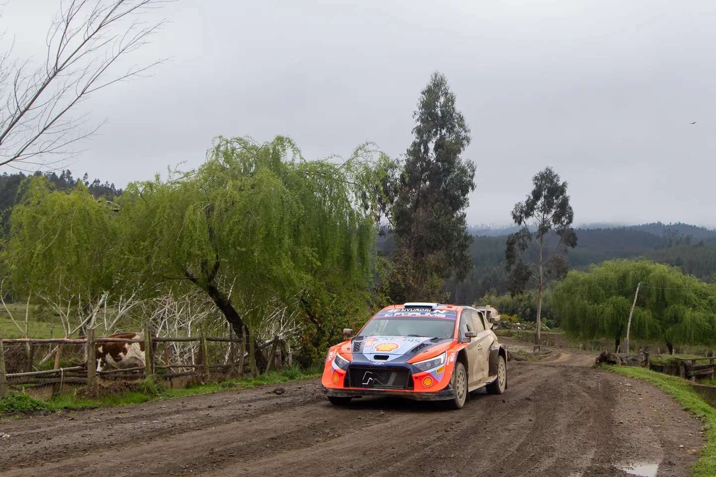 Ott Tänak ja Martin Järveoja Tšiili rallil.