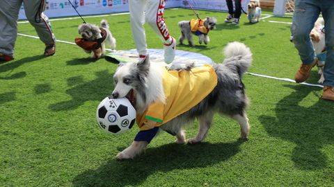 Inglismaa jalgpalliklubi otsib koera, kes peletaks rebaseid