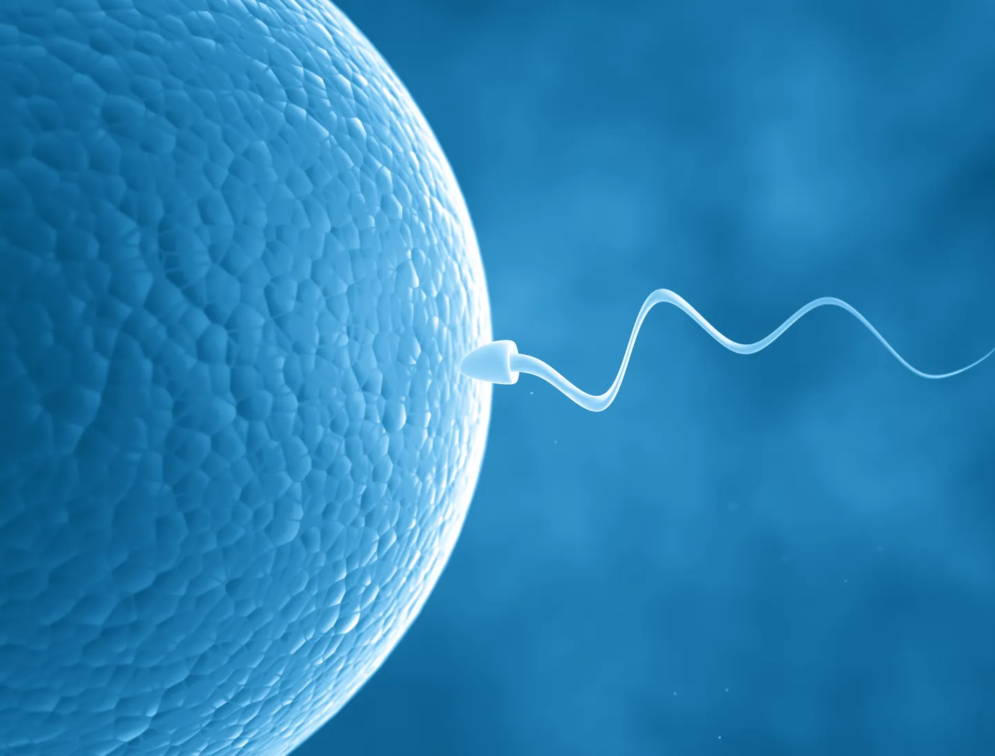 Spermatosoid ja munarakk