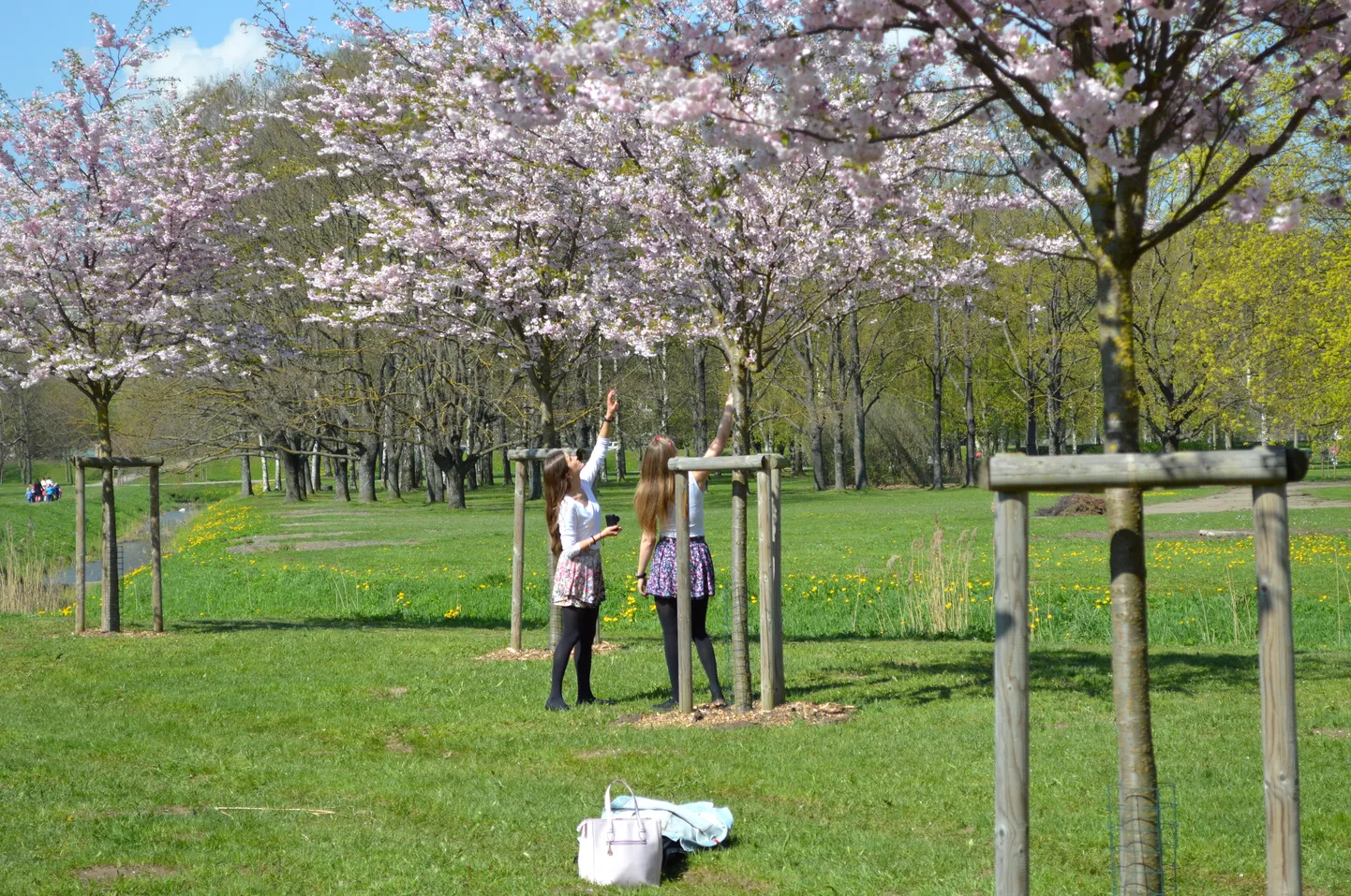 Uzvaras parkā zied sakuras.