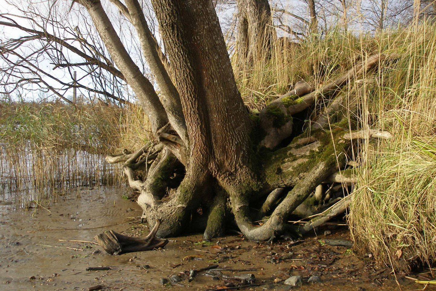 Pärnu jõe kaldal Jaansoni terviseraja ääres kasvav vaher.