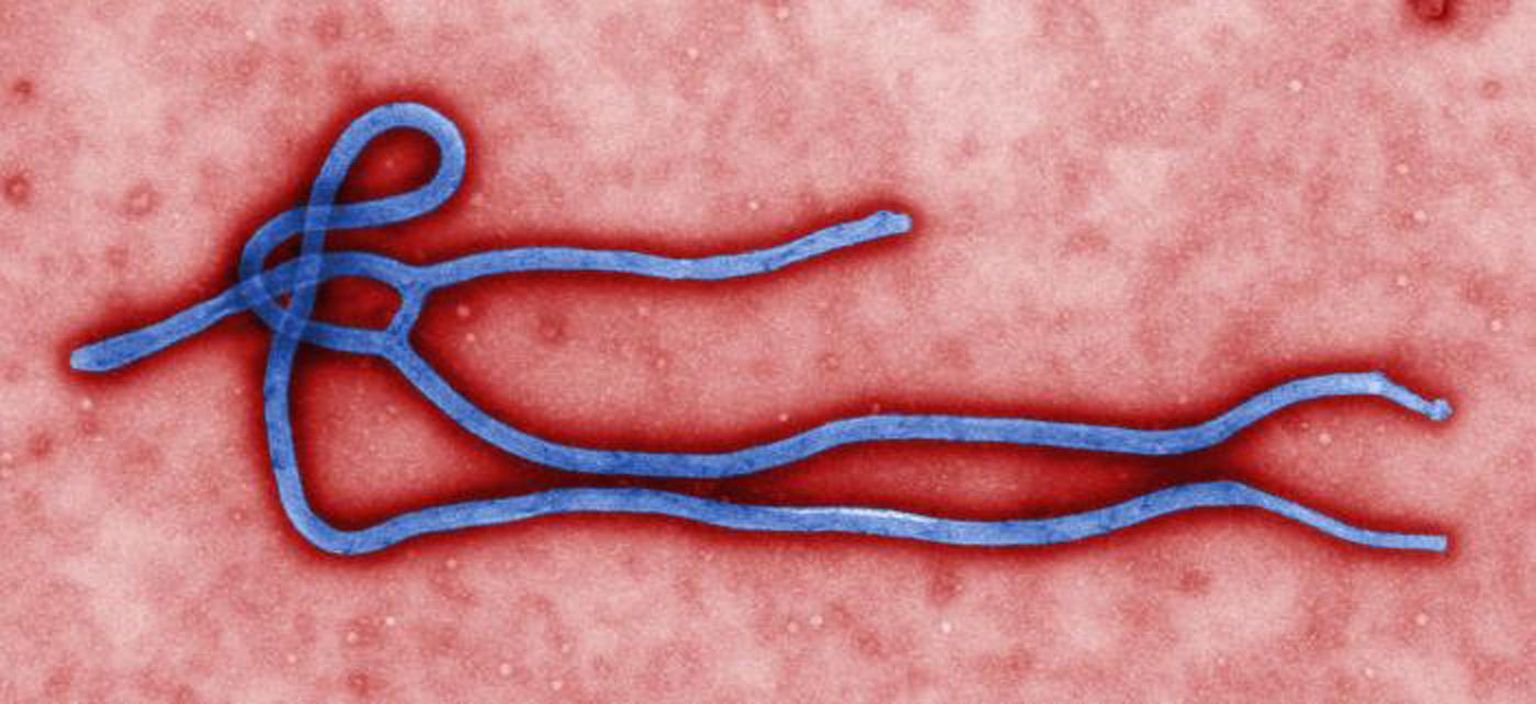 Ebola viirus