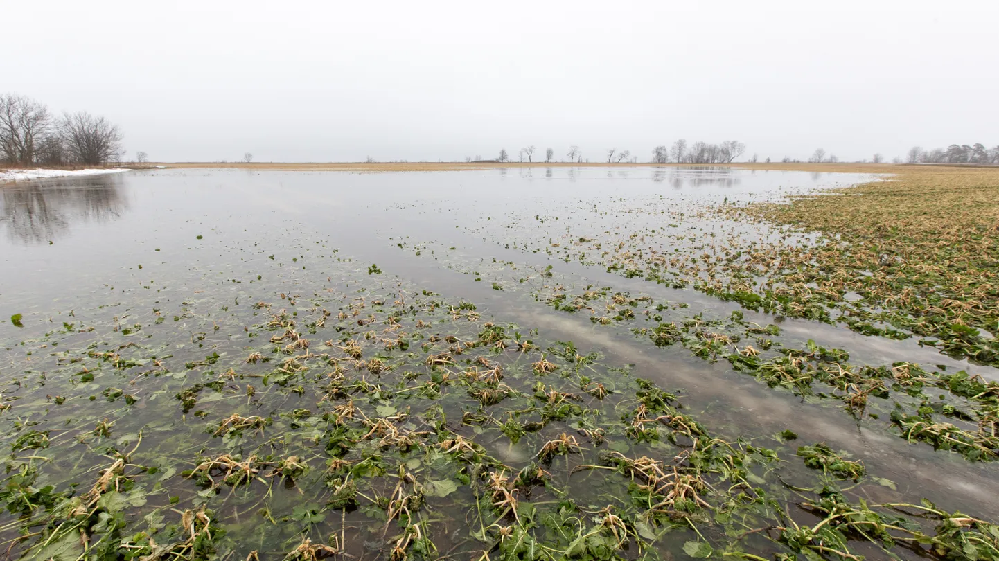 Если вода надолго останется на полях, хорошего урожая там не будет.